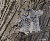 grand duc / great horned owl