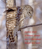chouette-rayee / barred owl