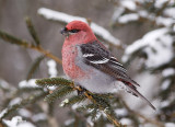 durbec des sapins / pine grosbeak