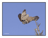 chouette eperviere / northern hawk owl