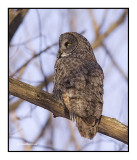 chouette lapone / great gray owl
