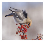 jaseur boreal / boreal waxwing