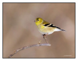chardonneret jaune / american goldfinch