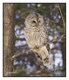 chouette rayée / barred owl