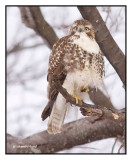 buse-a-queue-rousse / red-tail hawk