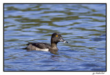 fuligule a collier / ring-necked duck