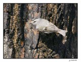 roitelet a couronne dore / golden crowned kinglet