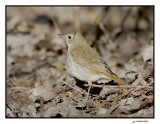 grive solitaire / hermit thrush