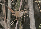 House Wren