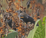 Red-winged Blackbird