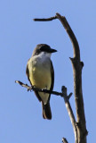 Thick-billed Kingbird