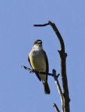 Thick-billed Kingbird