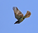 Thick-billed Kingbird