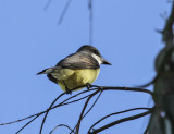 Thick-billed Kingbird