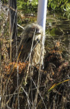 American Bittern