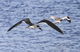 Black Skimmer