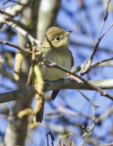 Pacific-slope Flycatcher