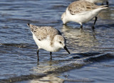 Sanderling