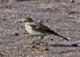 American Pipit