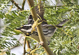 Black-throated Gray Warbler 