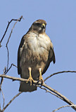 Red-tailed Hawk