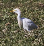 Cattle Egret