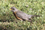 American Robin