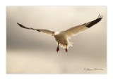 oie des neiges / Snow Goose