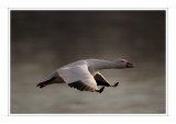 oie des neiges / Snow Goose