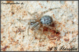 Enoplognatha sp.