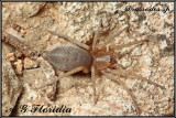 Drassodes sp. 