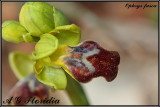 Ophrys fusca 