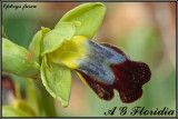 Ophrys fusca