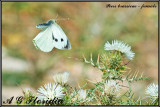 Piers brassicae - female