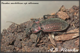 Carabus morbillosus ssp. alternans