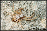 Philodromus pulchellus