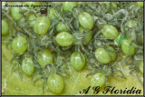 Micrommata ligurinum - newly hatched