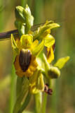 Ophrys lutea phryganae 