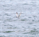 Common Tern