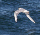Bonapartes Gull