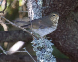 Swainsons Thrush