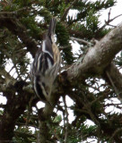 Black-and-white Warbler