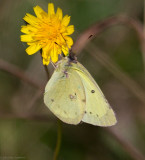 Sulphur Moth