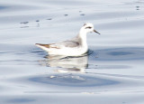 Red Phalarope