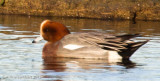 Eurasian Wigeon