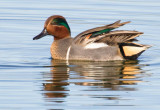 Green-winged Teal