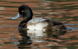 Lesser Scaup