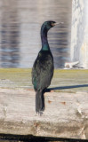Pelagic Cormorant