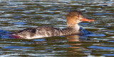 Red-breasted Merganser, female