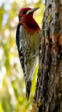 Red-breasted Sapsucker